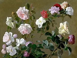 Benner: Roses ' pink, white and red roses