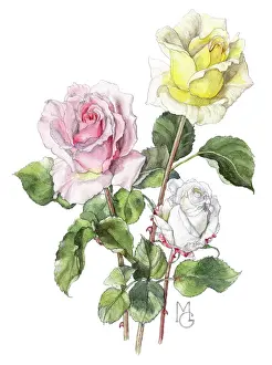 Gillies: Three roses - pink, yellow and white