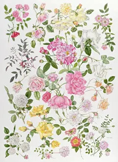 Variegated: Roses ? red, pink, white, yellow