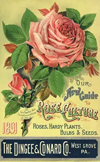 Buds: Roses Seed Packet