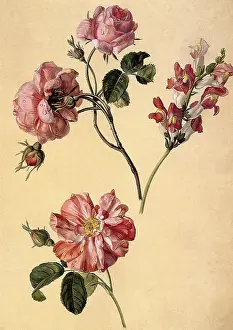 Xavier: Roses and Snapdragons