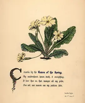 Cowslip: Roses of the Spring, Twelfth Night