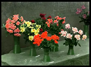Rosaceae: Roses in vases, set out on a table