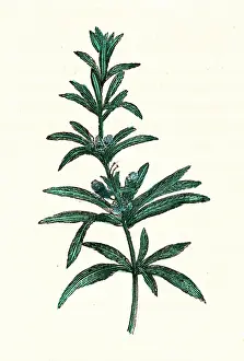Rosmarinus: ROSMARINUS OFFICINALIS