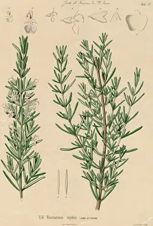 Lamiales: Rosmarinus rigidus, rosemary