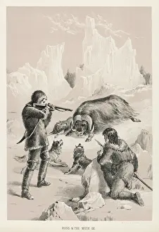 Musk: ROSS KILLS A MUSK OX