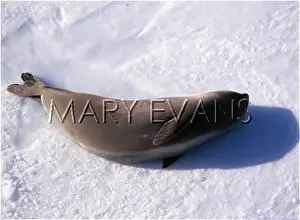 Flippers: ROSS SEAL ON AN ICE FLOE