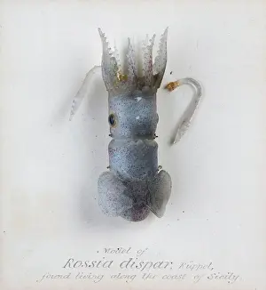 Rossia: Rossia dispar, squid