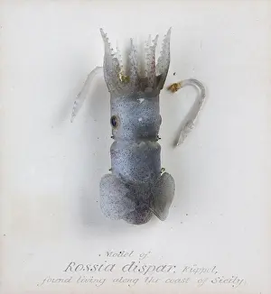 Cephalopoda: Rossia dispar, squid