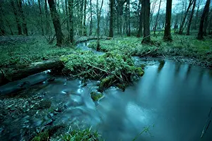 3000: Rossignol Woods