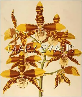 Odontoglossum: ROSSIOGLOSSUM GRANDE
