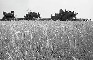 Harvested: Rossoshinsky state farm