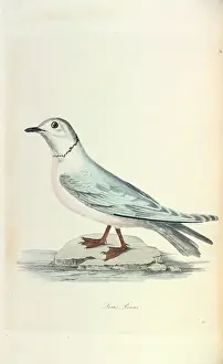 1800 1874: Ross's Gull