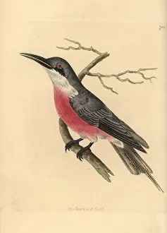 Merops: Rosy bee eater, Merops malimbicus