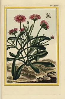 Roseus: Rosy dewplant, Lampranthus roseus