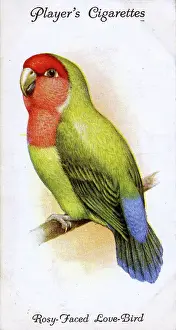 Lovebird: Rosy-Faced or Peach-Faced Love-Bird