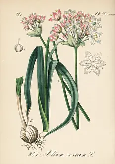 Garlic: Rosy garlic, Allium roseum
