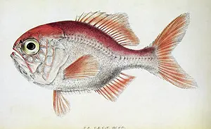 Lowe: Rosy Soldierfish