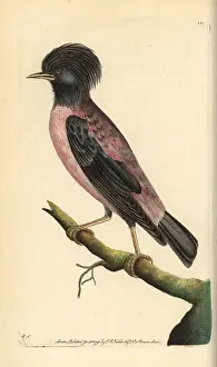 Roseus: Rosy starling, Sturnus roseus
