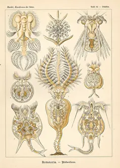 Glitsch: Rotatoria protozoa species