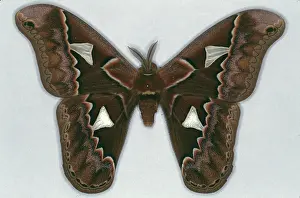 Saturniid: Rothschildia orizaba