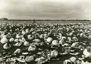Starving: Rotting white cabbage, 1929-1930