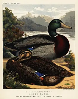 Cockfighting: Rouen ducks