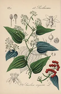 Bindweed: Rough bindweed, Smilax aspera