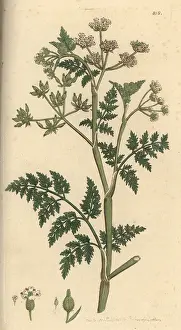 Chervil: Rough chervil, Anthriscus caucalis