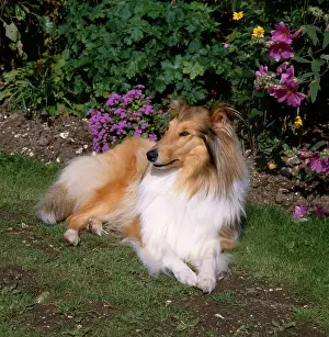 Janes: Rough Collie Dog ? in a Garden Setting