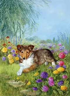 Hanrahan: Rough Collie Puppy