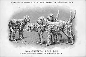 Griffons: Rough Hair Griffon Dog