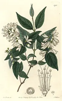 Scabra: Rough-leaved deutzia, Deutzia scabra