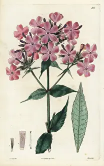 Scabra: Rough-leaved lychnidea, Phlox scabra
