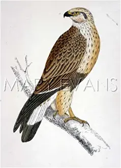 Buteo: ROUGH-LEGGED BUZZARD