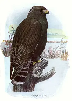 Upturned: Rough-Legged Hawk