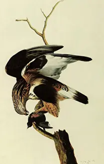 Preying: Rough-Legged Hawk