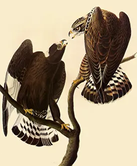 Perches: Rough-Legged Hawks