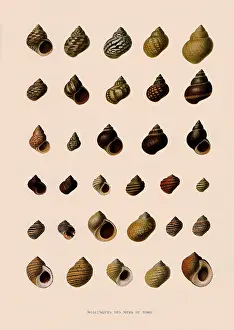 Varied: Rough Periwinkle Shells