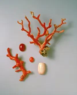 Polished: Rough and polished coral specimens