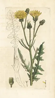 Hawkweed: Rough succory hawkweed, Crepis biennis