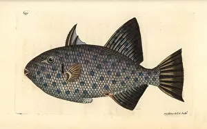 Maculata: Rough triggerfish, Canthidermis maculata