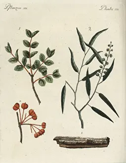 Bertuch: Roughbark lignum-vitae and cascarilla