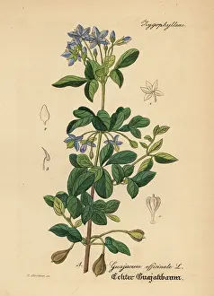 Guaiacum: Roughbark lignum-vitae or guaiacwood, Guaiacum officinale