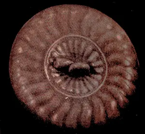 Glaze: Round celadon, glazed box, from Koryo (Goreyo)