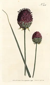 Garlick: Round-headed garlic, Allium sphaerocephalon