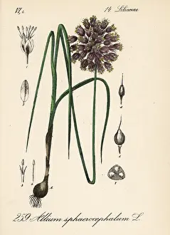 Leek: Round-headed leek or ball-head onion, Allium sphaerocephalum