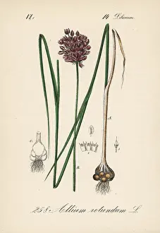 Garlic: Round-headed leek or purple-flowered garlic, Allium rotundum