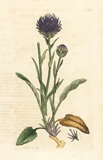 Orbicularis: Round-headed rampion, Phyteuma orbiculare