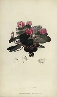 Cyclamen: Round-leaved cyclamen, Cyclamen coum